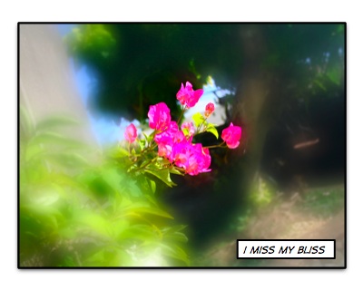 flower cokin filter.jpg