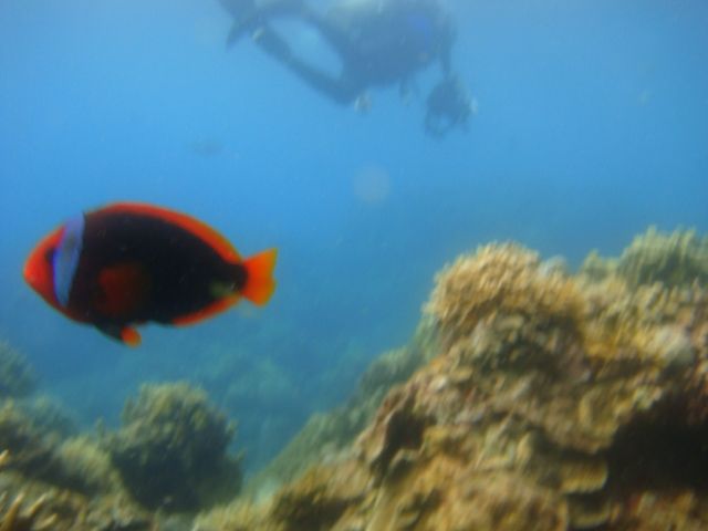 dive_and_trek_reef_sony_marinepack24