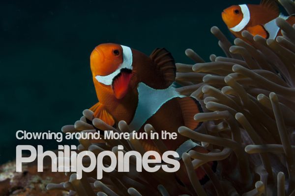 Clownfish all over the Philippines
