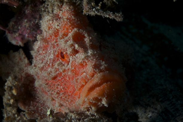 macro scorpionfish panget