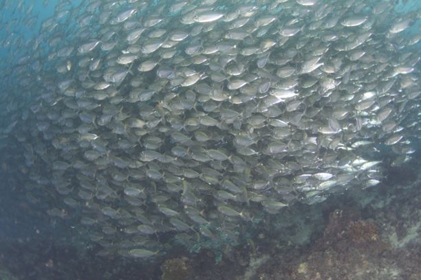 sardines facing away