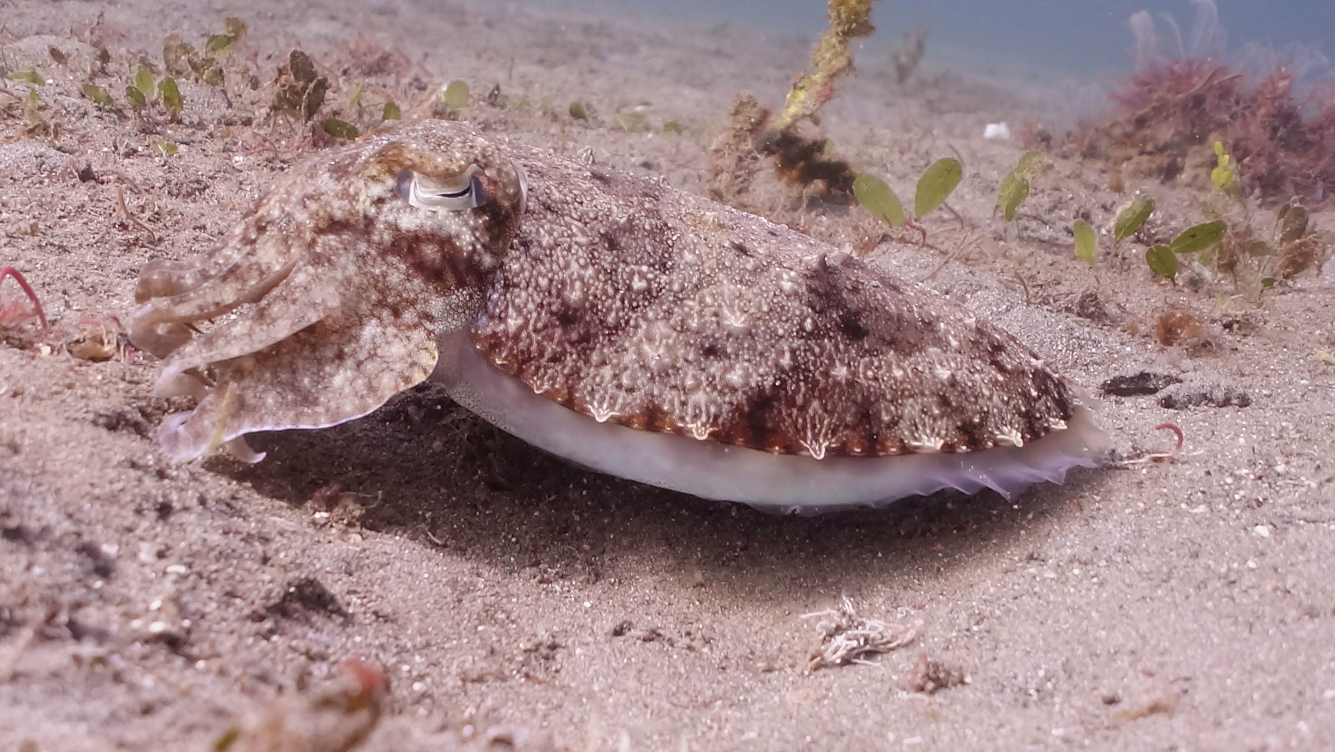 cuttlefish rx100