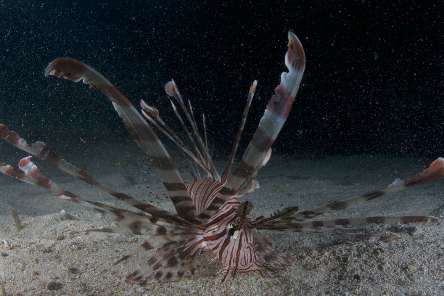 lionfish almost made it