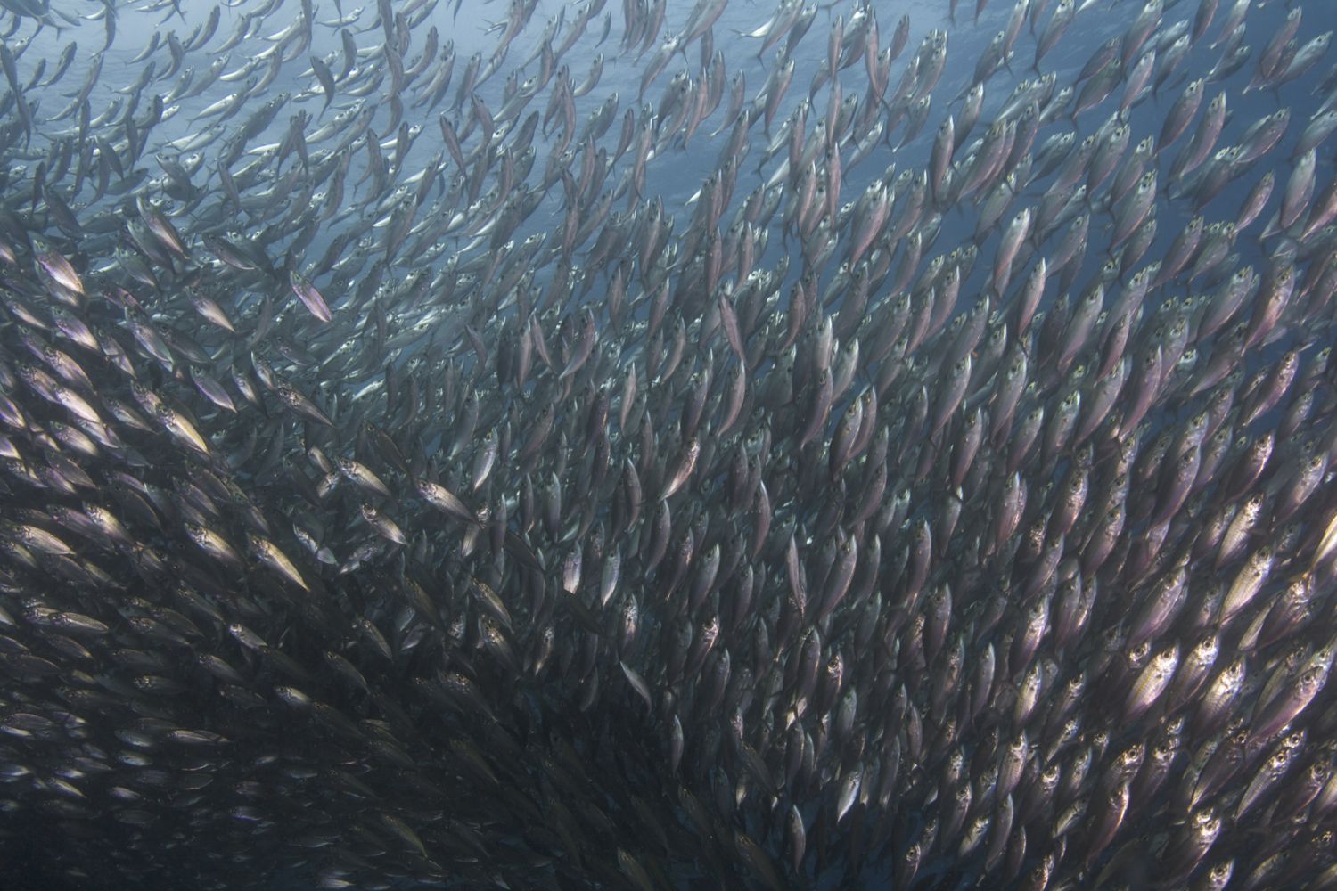sardines of mactan all over
